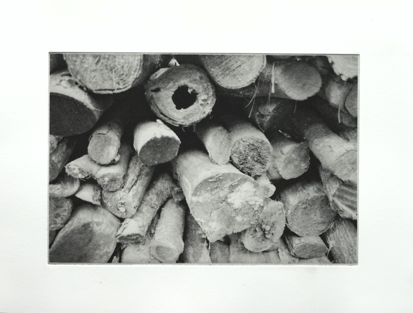 Polymer plate photogravure of the end of a wood pile