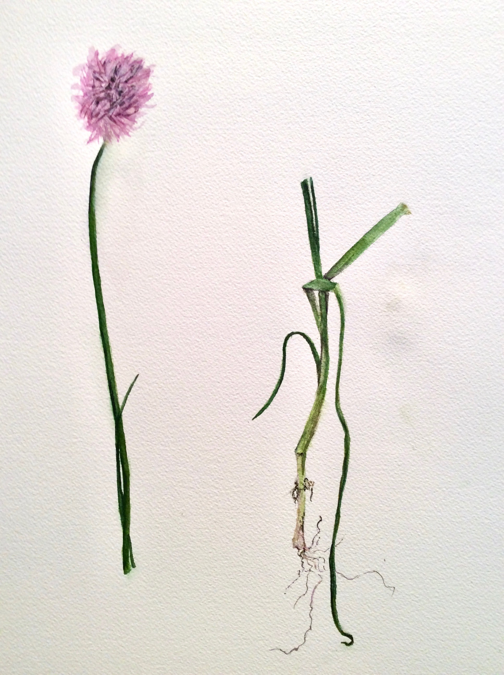 A botanical watercolor drawing of a chive blossom with side by side views of the top of the stem and blossom and the bottom half of the stem with some root structure.